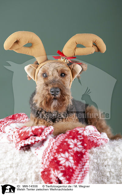 Welsh Terrier zwischen Weihnachtsdeko / MW-14506