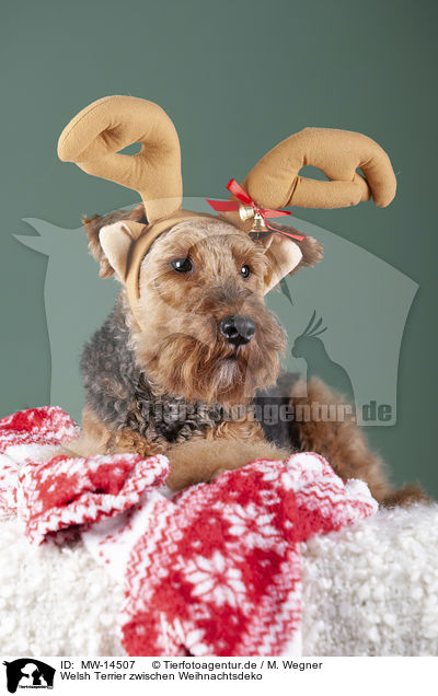 Welsh Terrier zwischen Weihnachtsdeko / MW-14507
