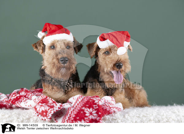 Welsh Terrier zwischen Weihnachtsdeko / MW-14509