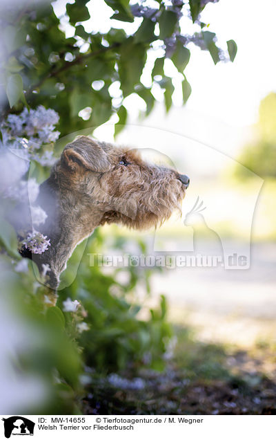Welsh Terrier vor Fliederbusch / Welsh terrier in front of lilac bush / MW-14655