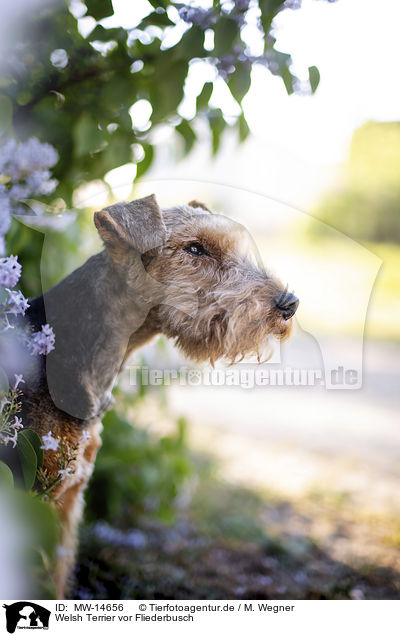 Welsh Terrier vor Fliederbusch / MW-14656