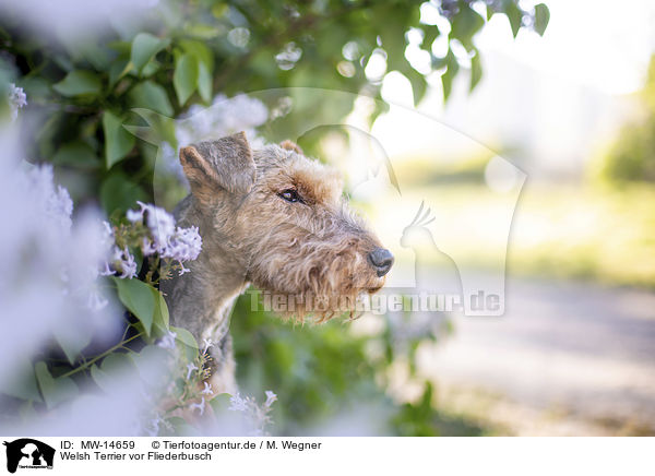 Welsh Terrier vor Fliederbusch / Welsh terrier in front of lilac bush / MW-14659