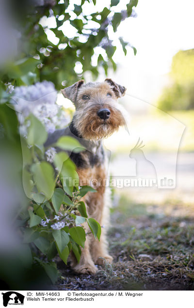 Welsh Terrier vor Fliederbusch / Welsh terrier in front of lilac bush / MW-14663