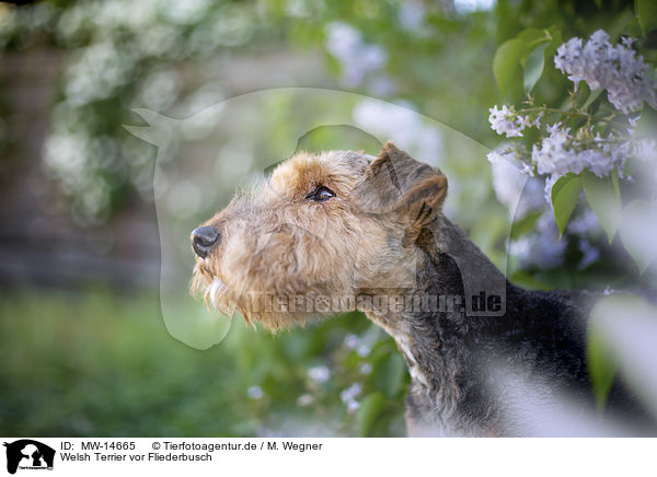 Welsh Terrier vor Fliederbusch / Welsh terrier in front of lilac bush / MW-14665