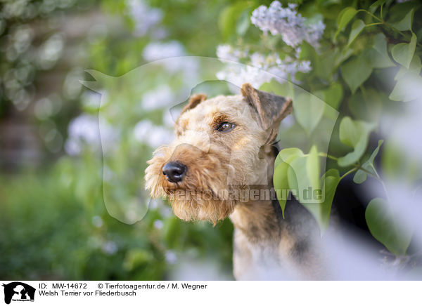 Welsh Terrier vor Fliederbusch / Welsh terrier in front of lilac bush / MW-14672