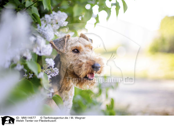 Welsh Terrier vor Fliederbusch / Welsh terrier in front of lilac bush / MW-14677