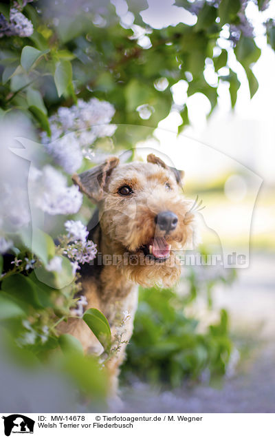 Welsh Terrier vor Fliederbusch / Welsh terrier in front of lilac bush / MW-14678