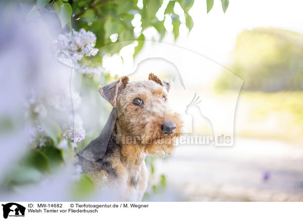 Welsh Terrier vor Fliederbusch / Welsh terrier in front of lilac bush / MW-14682