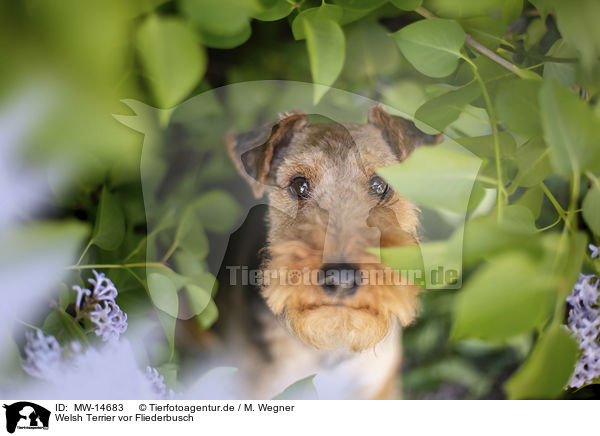 Welsh Terrier vor Fliederbusch / Welsh terrier in front of lilac bush / MW-14683
