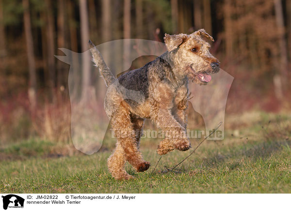 rennender Welsh Terrier / JM-02822