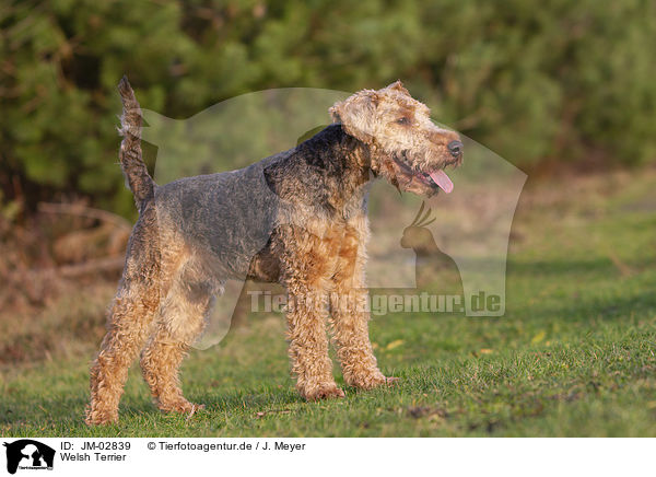 Welsh Terrier / JM-02839