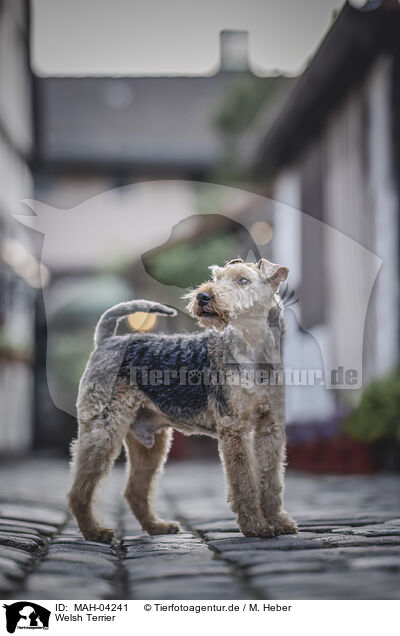 Welsh Terrier / Welsh Terrier / MAH-04241