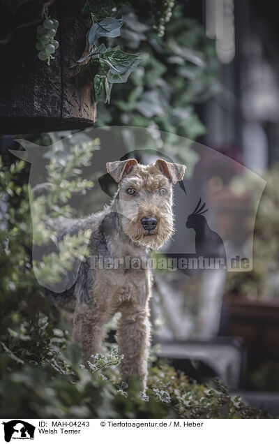 Welsh Terrier / Welsh Terrier / MAH-04243