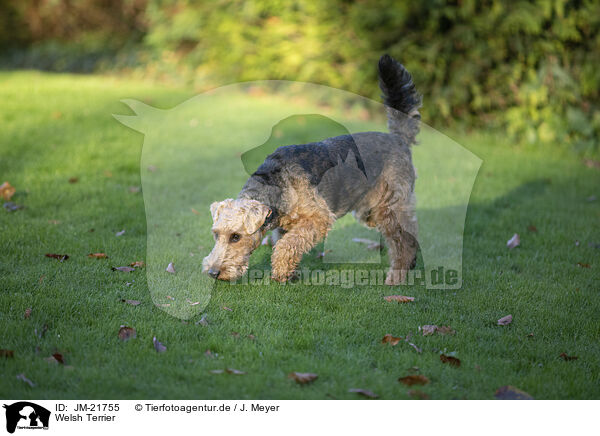Welsh Terrier / JM-21755