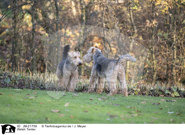 Welsh Terrier / Welsh Terrier / JM-21758