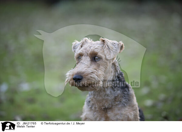 Welsh Terrier / JM-21765