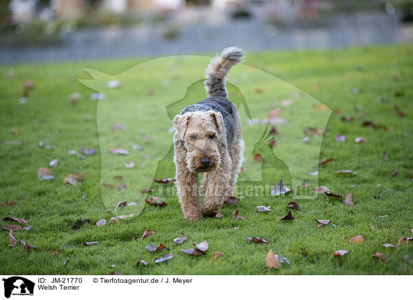 Welsh Terrier / Welsh Terrier / JM-21770