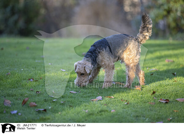 Welsh Terrier / JM-21771