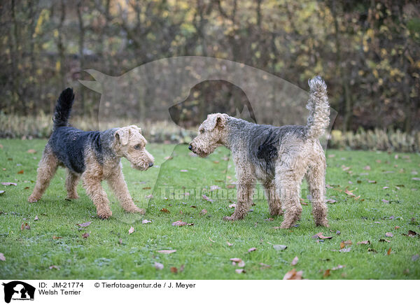 Welsh Terrier / JM-21774