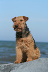 sitzender Welsh Terrier