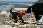 spielender Welsh Terrier