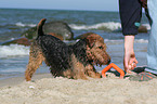 spielender Welsh Terrier