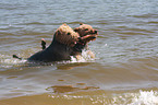 badende Welsh Terrier