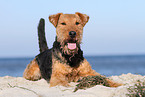 liegender Welsh Terrier