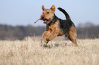 spielender Welsh Terrier