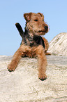 liegender Welsh Terrier