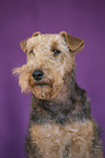 Welsh Terrier Portrait