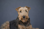 Welsh Terrier Portrait