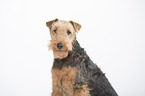 Welsh Terrier Portrait