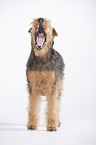 ghnender Welsh Terrier
