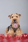 Welsh Terrier zwischen Weihnachtsdeko