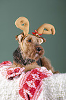 Welsh Terrier zwischen Weihnachtsdeko