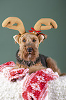 Welsh Terrier zwischen Weihnachtsdeko