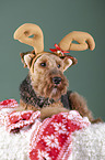 Welsh Terrier zwischen Weihnachtsdeko