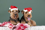 Welsh Terrier zwischen Weihnachtsdeko
