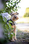 Welsh Terrier vor Fliederbusch