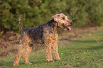 Welsh Terrier