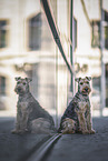 Welsh Terrier