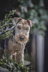 Welsh Terrier