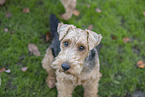Welsh Terrier
