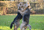 Welsh Terrier