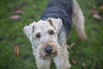 Welsh Terrier