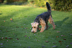 Welsh Terrier