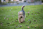 Welsh Terrier