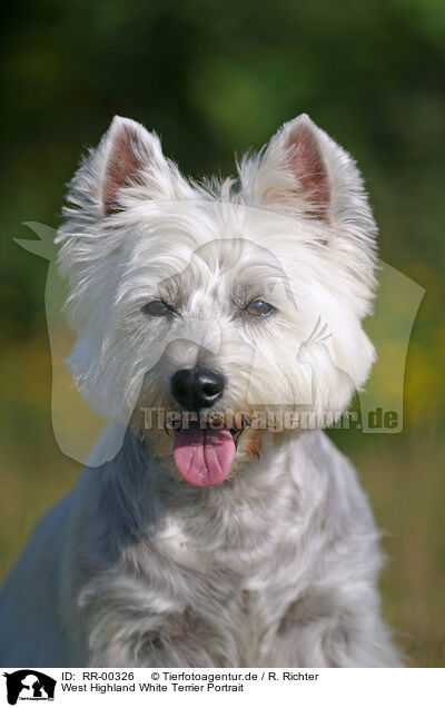 West Highland White Terrier Portrait / RR-00326