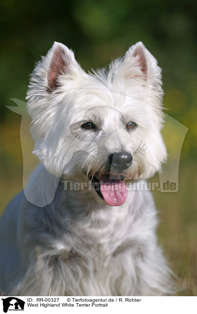West Highland White Terrier Portrait / RR-00327